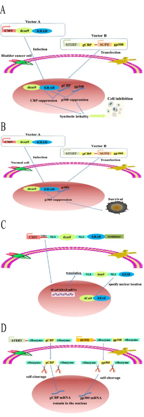 Figure 3. A schematic of the mechanism of the CRISPR interference system. The combination of dCas9-KRAB system, hTERT and hUPII promoter to construct a CRISPR interference system that could selectively control the expression of the downstream output sgRNAs