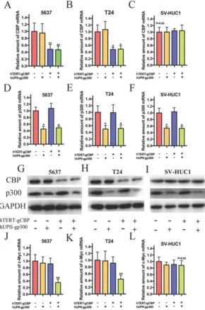 Figure 4. The CRISPR interference system selectively impaired CBP and p300 expression in 5637 and T24 artificial device