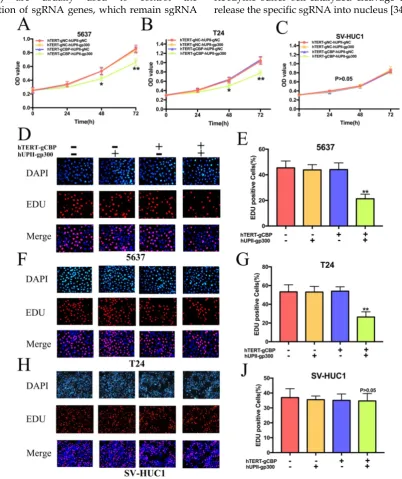 Figure 5. The CRISPR interference system specifically inhibited the proliferation of bladder cancer cells and it had no effects on the proliferation of SV-HUC1 cell