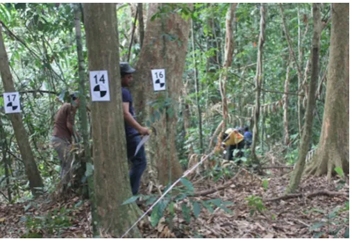 Figure 3.Figure 3. Individual tree measurements in a forest plot aided by a special signage located on selected trees. Individual tree measurements in a forest plot aided by a special signage located onselected trees.