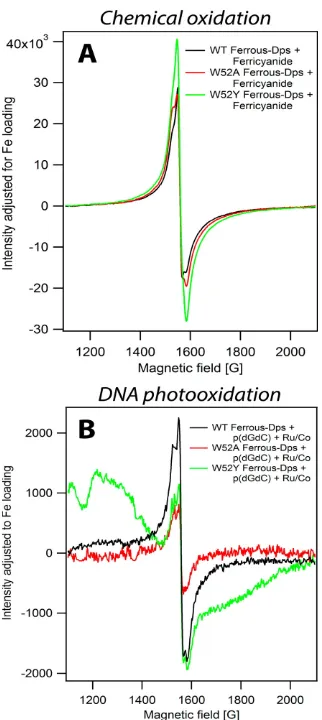 Figure 2.5: Comparison of chemical oxidation of ferrous iron-loaded Dps withferricyanide, and oxidation following DNA photooxidation