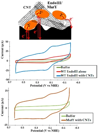 Figure 3.1: Representative CVs from EndoIII and MutY thin ﬁlms on a PGEelectrode. A thin ﬁlm containing only 75 µM EndoIII capped with Naﬁon gave aquasi-reversible signal with reductive and oxidative peaks centered, respectively, at74 ± 11 and 162 ± 20 mV 