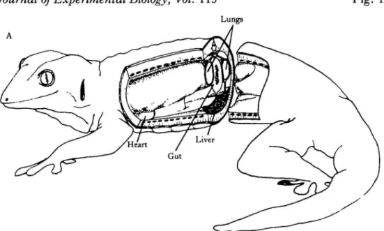 Fig. 1. (A) Schematic diagram of a Tokay gecko to show the location of the lungs in the body cavity and their relationship to the viscera and the body wall