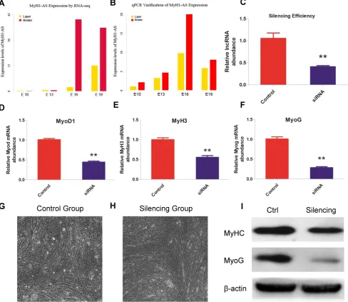 Fig. 8. Role of lncRNA MyH1-AS in skeletal muscle satellite cells differentiation. (A) Expression levels of MyH1-AS in layers and broilers at different developmental between control and silencing group