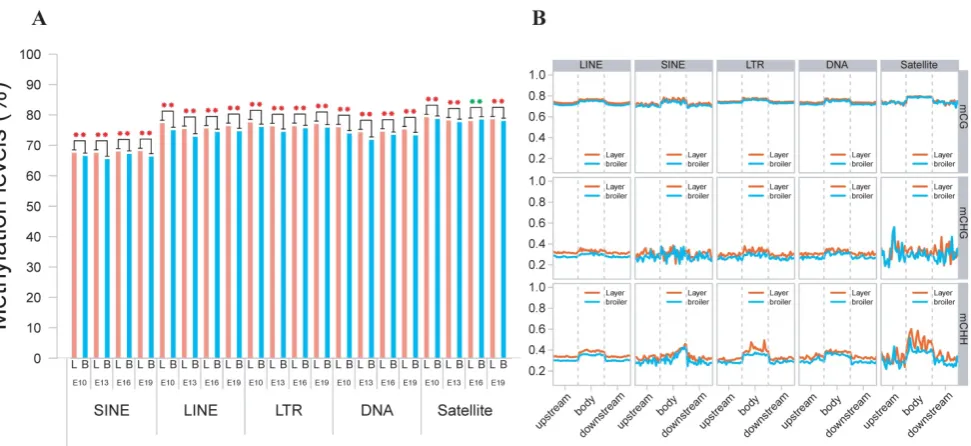Fig. 2. Comparative measurement of methylation level of genes and lncRNA. P represents an opposite result.(A) Comparison of methylation levels of genes or lncRNAs between layers and broilers in 3 different contexts