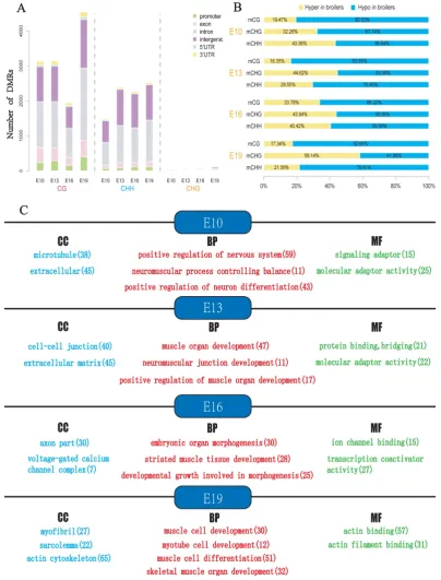 Fig. 4. Analyses of DMRs at 4 developmental stages. DMR calling were performed in CG, CHG and CHH contexts, respectively
