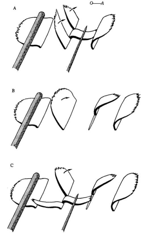 Fig. 3. Microsurgical experiments on single comb plates along a comb row of Pleurobrachia.within the plate