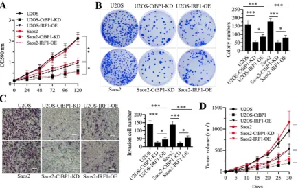 Figure 8. Schematic model of the CtBP1-HDAC1/2-IRF1 transcriptional complex that regulates the expression of GAS5 and its targets