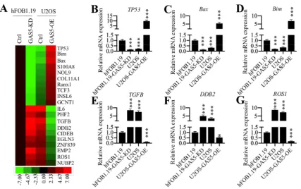 Figure 2. Overexpression of GAS5 in osteosarcoma cells can reverse oncogenic phenotypes