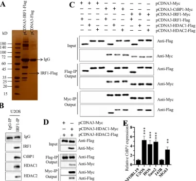 Figure 5. IRF1 forms a transcriptional complex with HDAC1/2 and CtBP1. (A) The in vivo IP of the IRF1-associated complex
