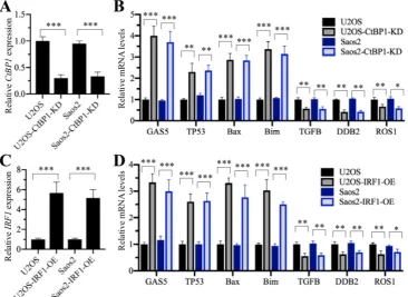 Figure 6. Knockdown of CtBP1 and overexpression of IRF1 affected the expression of GAS5 targets