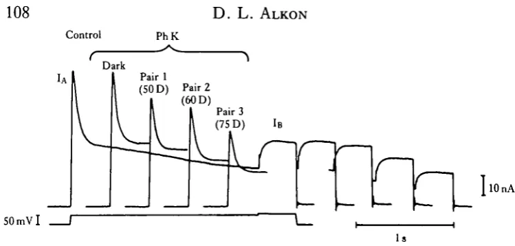 Fig. 12. Family of K+the steady state. l-9s later, a second superimposed command pulseof PhK injection under dark conditions but a reduction of IA and a small (but not statisticallysignificant) reduction of IB after the first pairing to a +50mV command (Pa