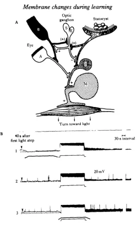 Fig. 2. (A) Schematic diagram of visual pathway and its convergence with the statocyst pathway
