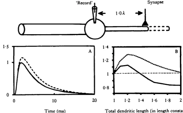Fig. 6. Dependence of synaptic efficacy upon total dendritic length. At the top is aof the model neurone, which had 12 branches