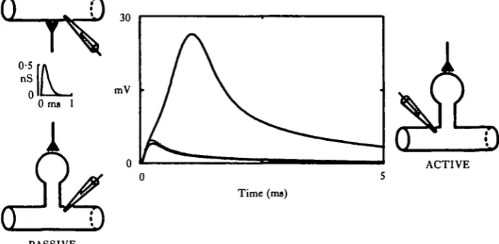 Fig. 7. Spines with active heads can greatly augment synaptic efficacy. EPSPs were calculated foridentical conductance changes on three different structures: a passive dendrite (dotted curve), a