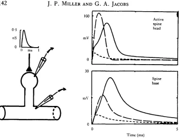 Fig. 8. There is an optimal stem resistance for maximal gynaptic efficacy. The diagram on the leftrepresents the spine model