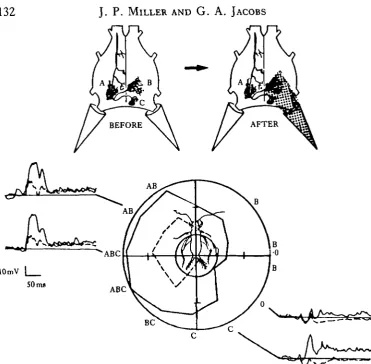 Fig. 2. Directional sensitivity of 10-3 before and after covering one cercus. The responses of it to fivewind puffs at each position were averaged and the area was measured with respect to the baseline.