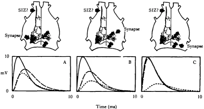 Fig. 4. EPSPs calculated at the soma (long-dashed curves) and at the spike initiating zone (short-dashed curves) due to synapses located on each of three different dendritic branches (solid curves)