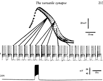 Fig. 7. Effect of activity in a serotonergic molluscan neurone (GSN) upon the duration of the actionpotential in a follower cell (A)