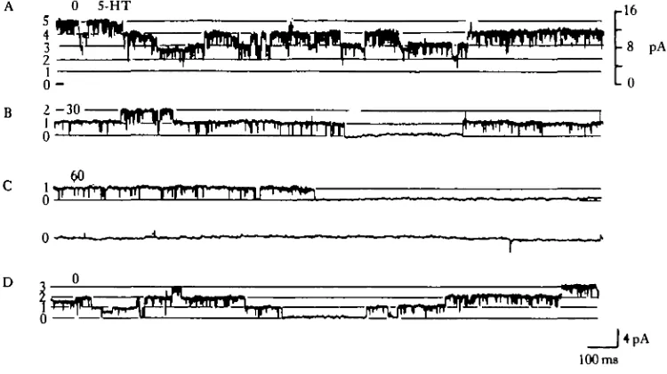 Fig. 8. Effect of S-HT on single-channel currents recorded from sensory neurones of Aplysia usingpatch-clamp