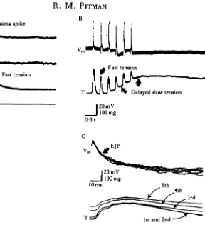 Fig. 11. Response of an insect muscle to activity in a pcptidc-containing motor neurone