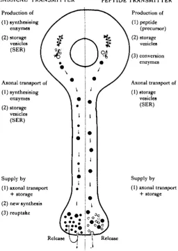 Fig. 1. Diagram showing some of the differences between the handling of aa peptide transmitter (SER, smooth endoplasmic reticulum)
