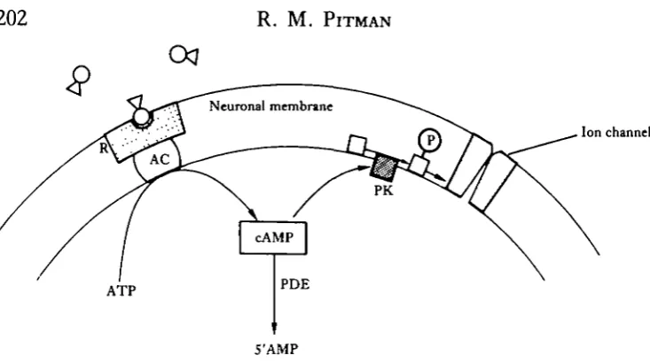 Fig. 2. Diagram showing the main steps by which cyclic AMP may operate as ain neurones