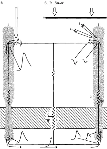 Fig. 9. The scheme originally developed for the locust, to explain current flow during electricalpresynaptic inhibition (Shaw, 1975)