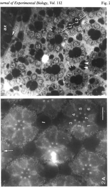 Fig. 2(Facingp. 227)