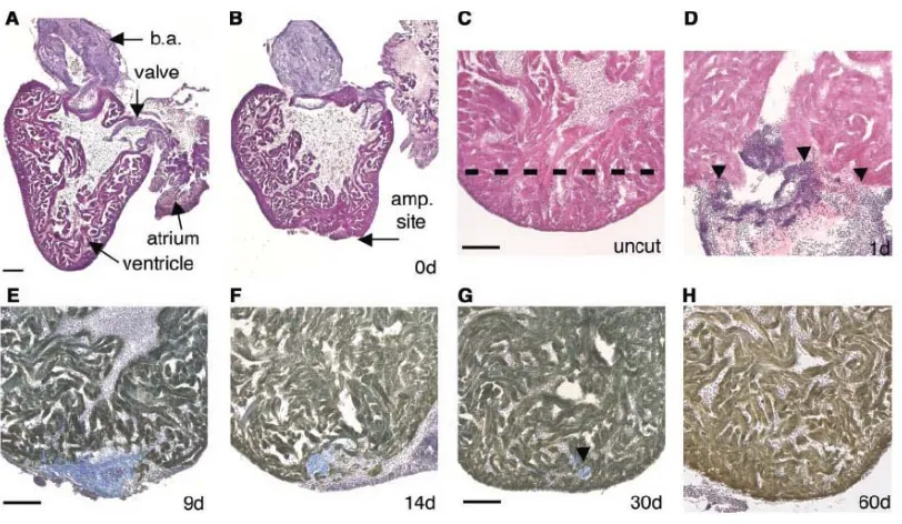 Figure 3.1 Heart regeneration in zebrafish model. In response to ventricular amputation, 