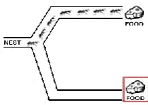 Fig. 1. A new food source appears after convergence 