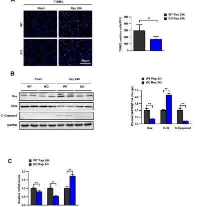 Figure 4. Trim8 deficiency relieves apoptosis in hepatic I/R. (A) TUNEL staining (20×) of liver sections at 24 h after reperfusion (n=6 per group)