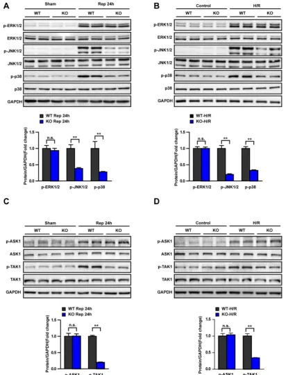 Figure 6. Trim8 deficiency inhibits TAK1-JNK/p38 signalling. (A) The protein levels of total and phosphorylated ERK, JNK and p38 in liver tissues from the indicated groups (n=4 per group)