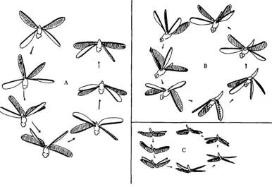 Fig. 1. Tracings of dragonflies in every other frame from three different film sequences