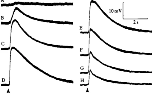 Fig. 8. Effects of prestimulua dark interval on intracellular LEDs (B) from a retinal cell in a 055 mmdiameter decapsulated eye, from which ERGs (A) were simultaneously recorded from the lens at the