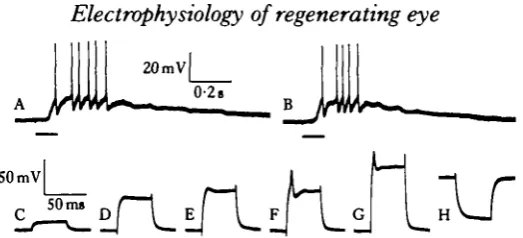 Fig. 10. Intraccllular APs evoked by photically or electrically induced depolarization