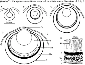 Fig. 1. Morphology of the regenerating eye. Drawings of mid-sagittal sections based on micrographsof epon-embedded specimens and measurements on freshly dissected specimens