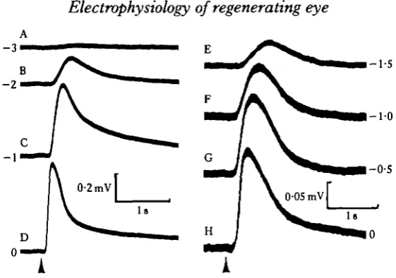 Fig. 3. Effects of temperature and prolonged illumination on ERGs of early regenerates