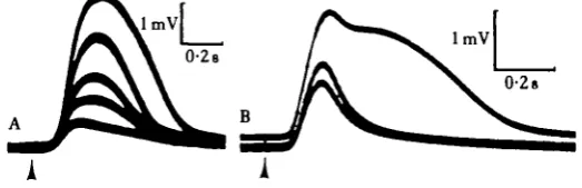 Fig. 4. ERGs evoked by prolonged stimuli in 0-4-0-S mm diameter regenerates. (A, B) Record ofcorneal potential (negative upward) from a 0-4mm diameter regenerate, partially dark adapted,