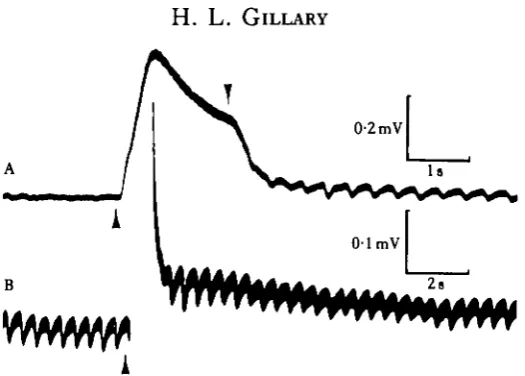 Fig. 7. ERG 'off response of 0-8 mm diameter regenerate. Recording electrode was applied to lensat pupil of isolated eye (negativity upward)