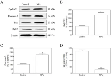 Figure 6. The HeLa cells were treated with SePTX NPs (PTX: 5 µCyclinB1/g·mL-1) for 48 h and the expression analysis of CyclinB1, Caspase-3, Bax, and Bcl-2 was performed by western blot analysis