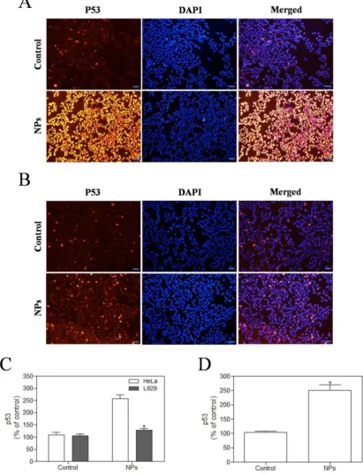 Figure 7. SePTX NPs exposure increases apoptosis in HeLa cells and L929 cells in 48 h