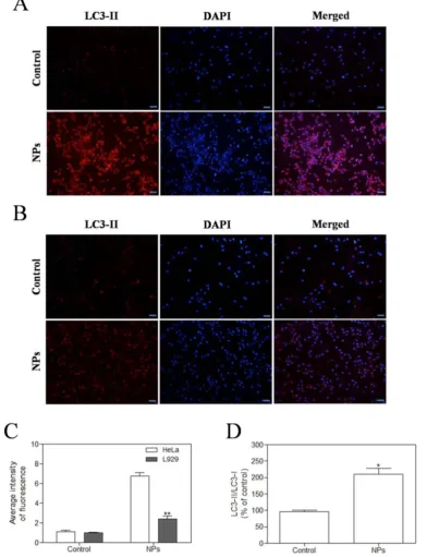 Figure 8. SePTX NPs exposure increases autophagy in cultured HeLa cells and L929 cells in 48 h