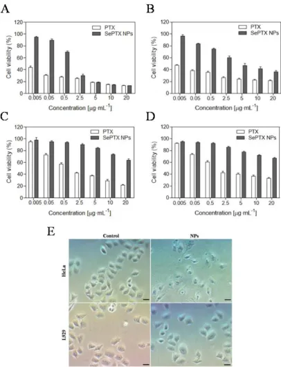 Figure 2. In vitro cytotoxicities of different concentrations of PTX and SePTX NPs toward (A) HeLa cells, (B) MCF7 cells, (C) L929 cells and (D) BEAS-2B cells incubated for 48 h