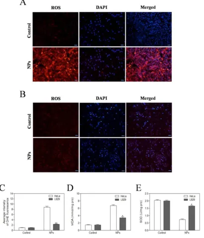 Figure 3. Evaluation of oxidative stress levels in HeLa cells (A) and L929 cells imaging using the DHE probe in cells cultured in the presence of SePTX NPs (PTX: 5 (B) after SePTX NPs treatment