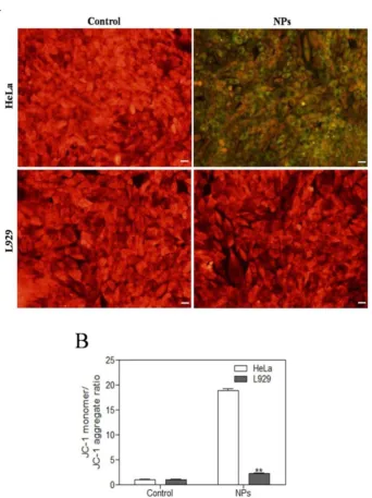 Figure 4. Effects of SePTX NPs on mitochondrial membrane permeability in HeLa cells and L929 cells