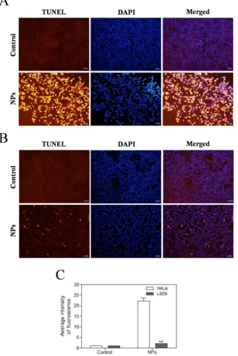 Figure 5. Effects of SePTX NPs on apoptosis in HeLa cells (A) and L929 cells intensity of TUNEL fluorescence in HeLa cells and L929 cells