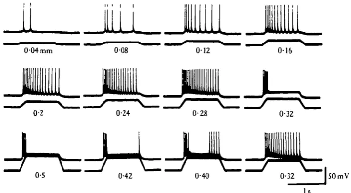 Fig. 9. Spiking inactivation and recovery in a Y fibre elicited by pulls of graded amplitude (asindicated)