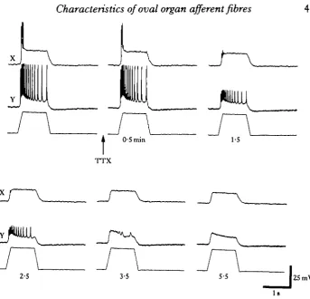 Fig. 6. Comparison of X and Y fibre responses to series of pulls of increasing amplitude after spikeabolition with tetrodotoxin