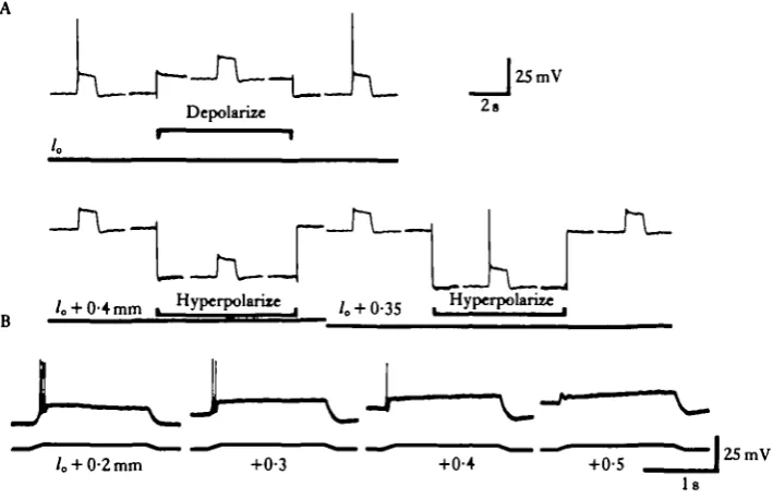 Fig. 8. Evidence for an upper spiking limit in X fibres. (A) Top row: organ at rest length (/„).Conditioning pulse of depolarizing current injected 2mm distally 10s before test pull